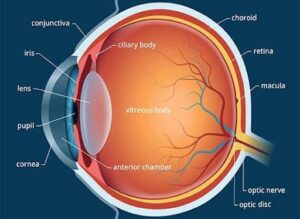 Cross-sectional diagram of the human eye showing the cornea, lens, iris, pupil, retina, optic nerve, and other structures relevant to cataract formation.